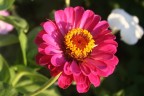 Fucsia