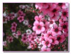 Fiori