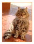 Gatto a pelo lungo