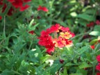 Nel mio giardino, fanno simpatia pure ai gatti...
Commenti e critiche...