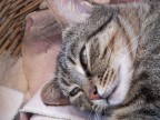 La mia gattina....
Commenti e critiche, please!