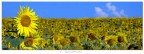 Girasoli