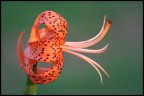 Fiore
