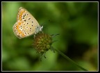 La formica e la farfalla