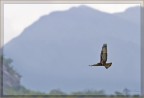 Poiana