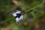 Libelloides
