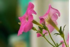 macro 1/100 f 5 iso 100 filtro noise reduction