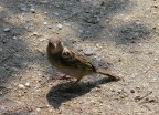Passerotto!
