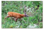 Capriolo maschio.
