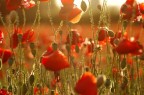 red vision