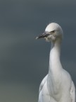 Garzetta o airone bianco ?