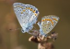 la magnifica coppia