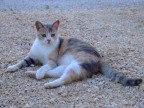 micia....