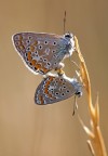amore verticale