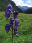 Macro all'aperto 2