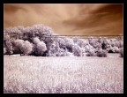 Appena scartato il filtro l'ho subito montato e scattato questa foto..
In post ho solo usato la funzione "livelli automatici".

Cosa ne dite?
Grazie :)