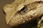 Rana dalmatina