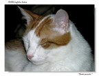 Il mio gatto.. almeno uno dei due.. Brooke.. come Brooke Logan di Beautiful.. nonostante sia un maschio.. :)