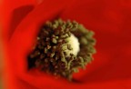 impatto rosso
