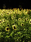 Ho manipulato l'immagine con Photoshop per trovare un'atmosphera un p diversa dalle soliti foto di girasoli