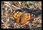 Farfalla