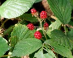 Frutti di bosco