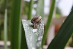 lumaca_discesa
