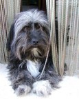 Simpatico cagnolino affacciato alla porta.