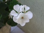 Prime prove di macro con la S5600 appena acquistata.