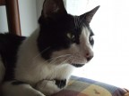 Il mio gattone... (uno dei tanti)