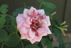 Prime prove di macro con la S5600.