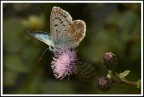farfalla