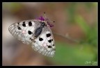 Parnassius apollo