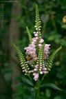 apefiore