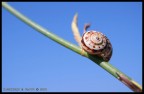 Lumaca