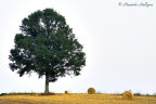 L'albero
