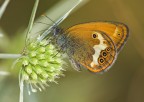 farfalla e insetto