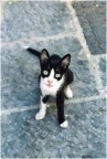 Gattino Ischitano