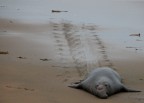 Leone marino che torna sulla spiaggia dopo un bagno nei freddi mari della California del nord (giornata  griia ed uggiosa) . Nikon 5700 (in vendita sul forum ^--^)