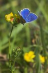 giallo e blu