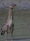 Giovane Nitticora?