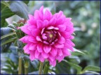 Dalia