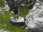 Marmotte....