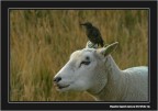 Canon EOS 20D - Canon 100-400 mm L IS USM