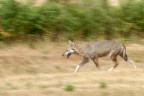 lupo appenninico