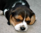 Una delle due cucciolete appena arrivate a casa... Si chiama Diana,  un Beagle :)