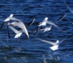 Alcuni gabbiani nelle saline di Cagliari