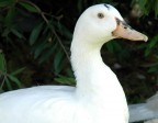 Una delle oche che si trova nel Parco di Monte Claro a Cagliari