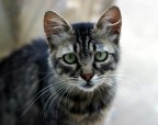 Gatto malinconico