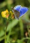 blu e giallo